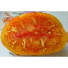 Редкие сорта томатов Загадка Природы