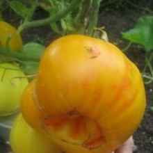 Редкие сорта томатов Золотой Бык 