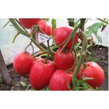 Редкие сорта томатов Кенигсберг