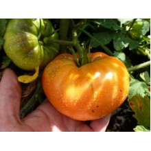 Редкие сорта томатов Коричнево-Желтый Гигант