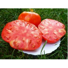 Редкие сорта томатов Коробейник