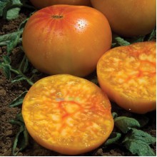 Редкие сорта томатов Медовый Салют