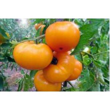 Редкие сорта томатов Медовые Росы