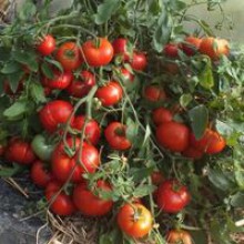 Редкие сорта томатов Монгольский Карлик 