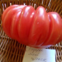 Редкие сорта томатов Подарок Моей Жене