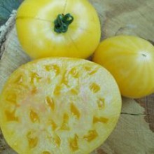 Редкие сорта томатов Подъемный Желтый
