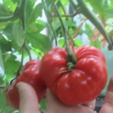 Редкие сорта томатов Подольский Гигант 