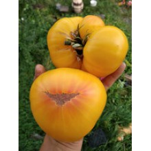 Редкие сорта томатов Прелесть Роузы 