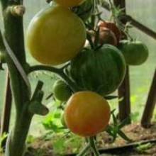 Редкие сорта томатов Светлый кабан
