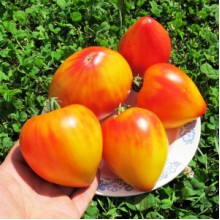 Редкие сорта томатов Сердце абрикосовой зебры