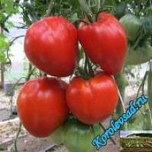 Редкие сорта томатов Сердце кенгуру