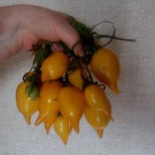 Редкие сорта томатов Сокровище