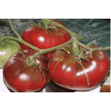 Редкие сорта томатов Углич