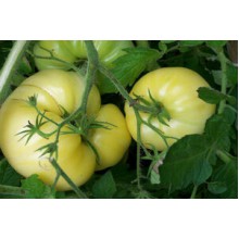Редкие сорта томатов Фантом де Лаос