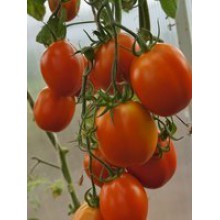 Редкие сорта томатов Царь Петр