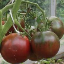 Редкие сорта томатов Цыган