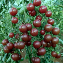 Редкие сорта томатов Черные вишни