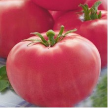 Редкие сорта томатов Чудо земли