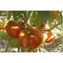Редкие сорта томатов Чудо сада