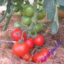 Редкие сорта томатов Гном Виктор Дварф 1