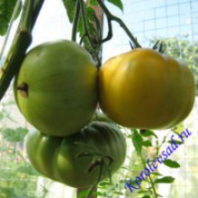 Редкие сорта томатов Бизон Желтый