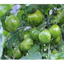 Редкие сорта томатов Зеленая Зебра