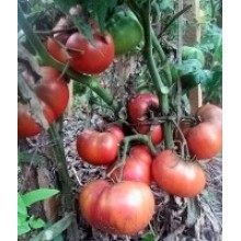 Редкие сорта томатов Кудесник