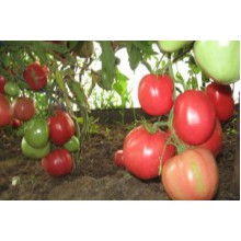 Редкие сорта томатов Киевлянка