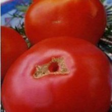 Редкие сорта томатов Красный Гигант