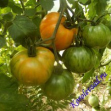 Редкие сорта томатов Королевская Красота