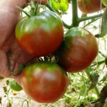Редкие сорта томатов Пурпурная Страсть