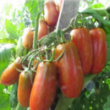 Редкие сорта томатов Сладкий Кассади