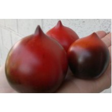 Редкие сорта томатов H 20 ROT