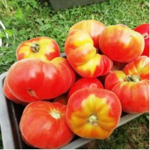 Редкие сорта томатов Абрикос