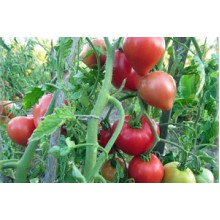 Редкие сорта томатов Батяня
