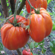 Редкие сорта томатов Большая Девочка