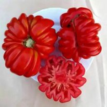 Редкие сорта томатов Веселый Сосед