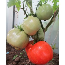 Редкие сорта томатов Делишес