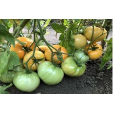 Редкие сорта томатов Дикси Золотой Гигантский