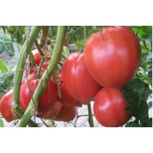 Редкие сорта томатов Задница Обезьяны