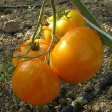 Редкие сорта томатов Жемчужина Джанет 