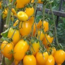 Редкие сорта томатов Золотая Канарейка 