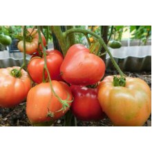Редкие сорта томатов Кардио 