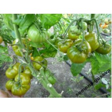Редкие сорта томатов Киви  