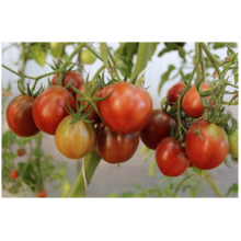 Редкие сорта томатов Копыто Кабана