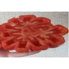 Редкие сорта томатов Лотарингская Красавица