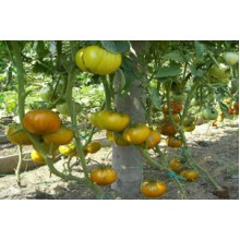 Редкие сорта томатов Малахитовая Шкатулка