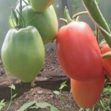 Редкие сорта томатов Минусинские Стаканы Розовые