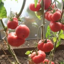 Редкие сорта томатов Минусинский Яблочный 