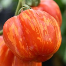 Редкие сорта томатов Страйпед стаффер